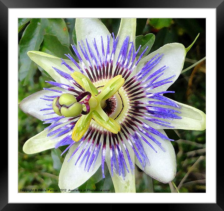 Arty Passion flower Framed Mounted Print by Paula Palmer canvas