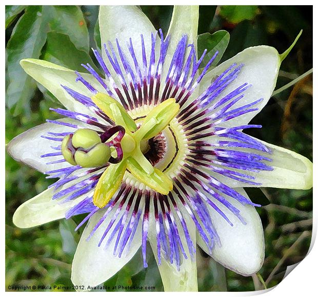 Arty Passion flower Print by Paula Palmer canvas