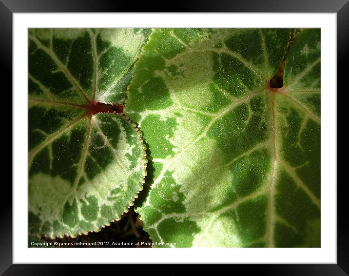 Cyclamen Leaves Framed Mounted Print by james richmond