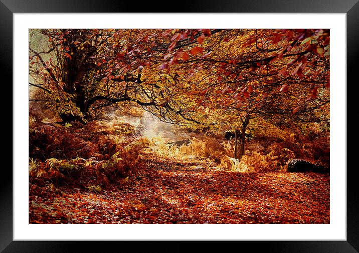 Fallen Leaves Framed Mounted Print by Dawn Cox