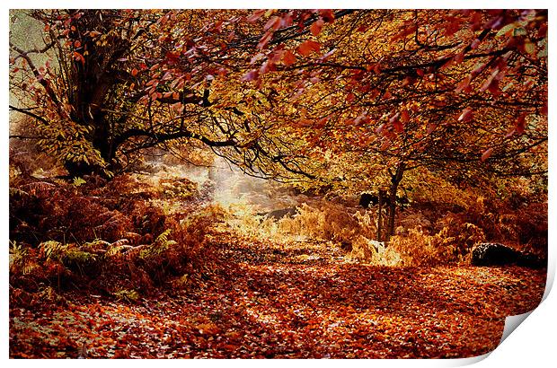 Fallen Leaves Print by Dawn Cox