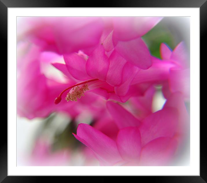 pink Framed Mounted Print by sue davies