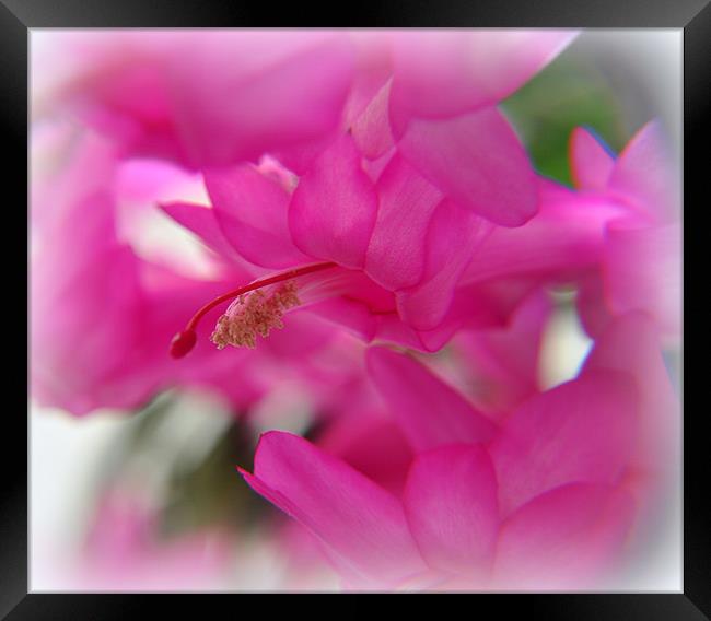 pink Framed Print by sue davies