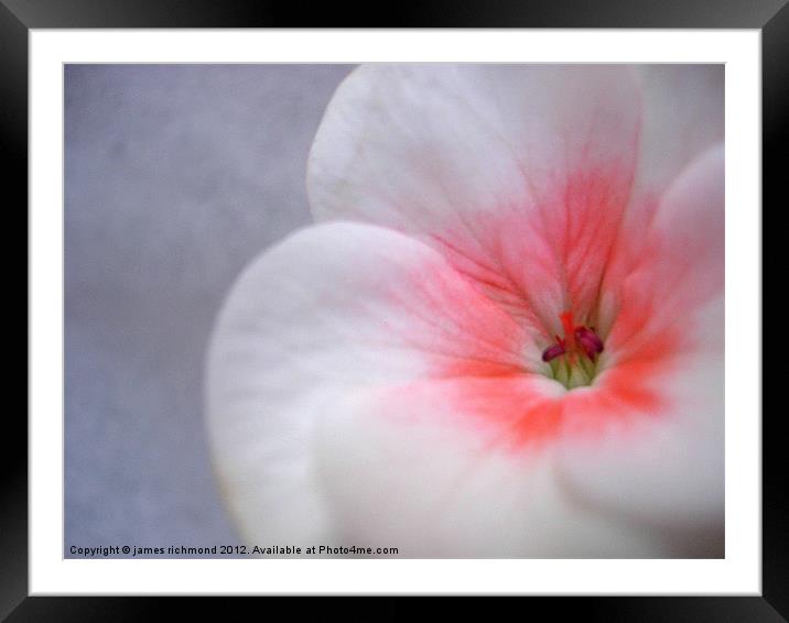 White Geranium Flower - 1 Framed Mounted Print by james richmond