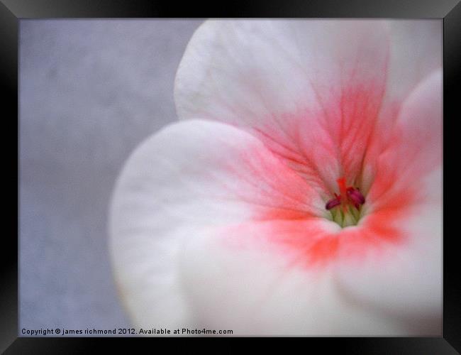 White Geranium Flower - 1 Framed Print by james richmond