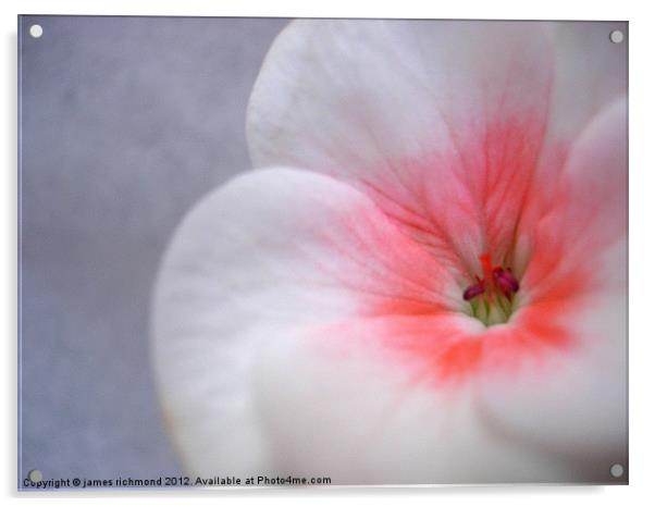 White Geranium Flower - 1 Acrylic by james richmond