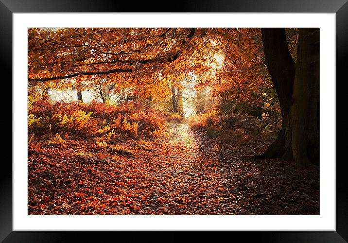 Pathway through the Woods. Framed Mounted Print by Dawn Cox