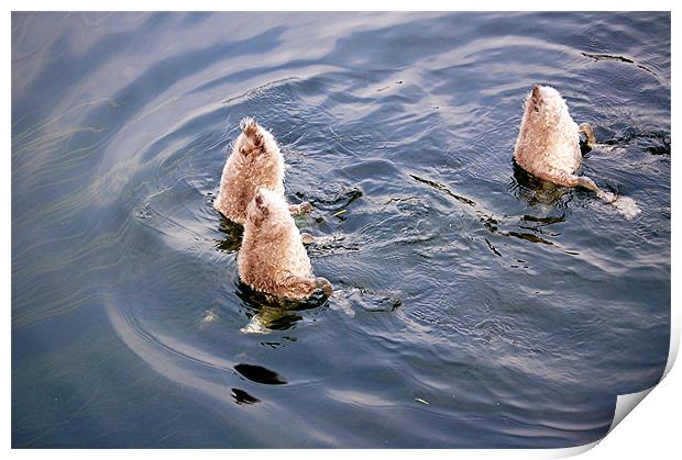 Cygnets synchronised swimming Print by Paul Judge