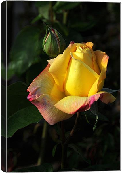 Yellow Rose Canvas Print by Paul Judge
