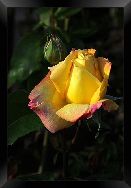 Yellow Rose Framed Print by Paul Judge