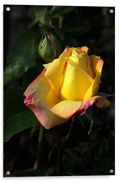 Yellow Rose Acrylic by Paul Judge