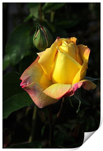 Yellow Rose Print by Paul Judge