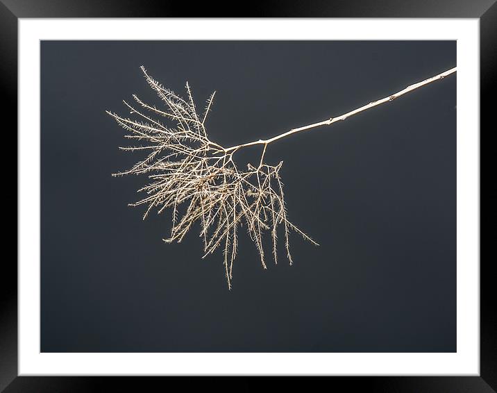 The branch Framed Mounted Print by Michael Goyberg