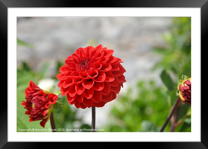 Wild Red Dahlia Framed Mounted Print by Malcolm Snook
