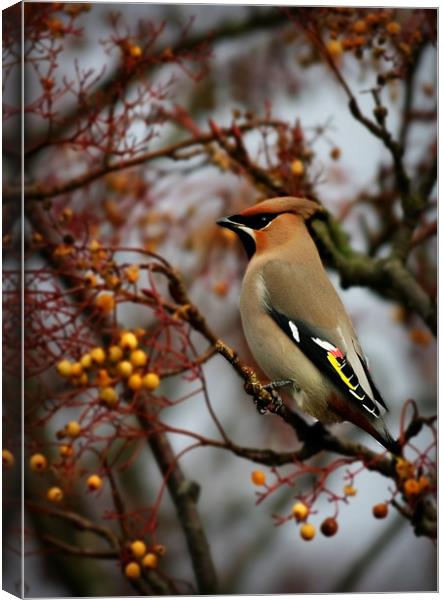 WAXWING Canvas Print by Anthony R Dudley (LRPS)