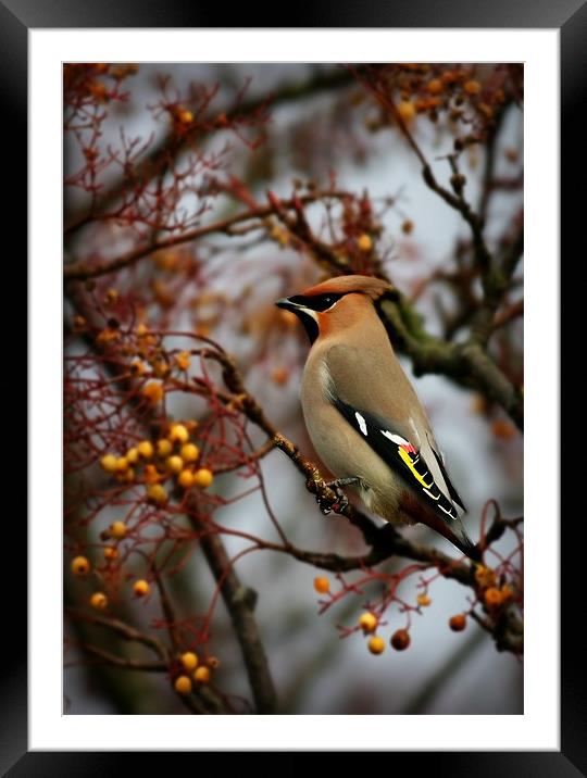 WAXWING Framed Mounted Print by Anthony R Dudley (LRPS)