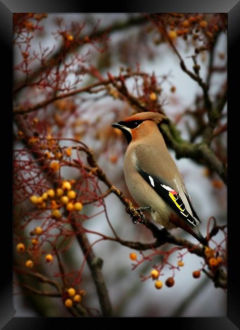 WAXWING Framed Print by Anthony R Dudley (LRPS)