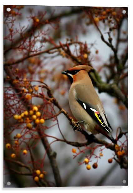 WAXWING Acrylic by Anthony R Dudley (LRPS)
