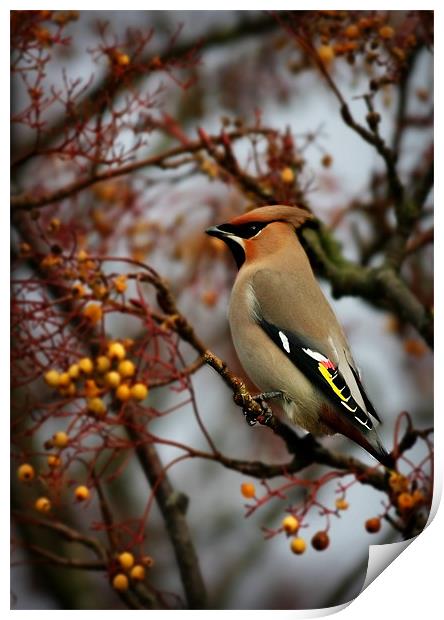 WAXWING Print by Anthony R Dudley (LRPS)