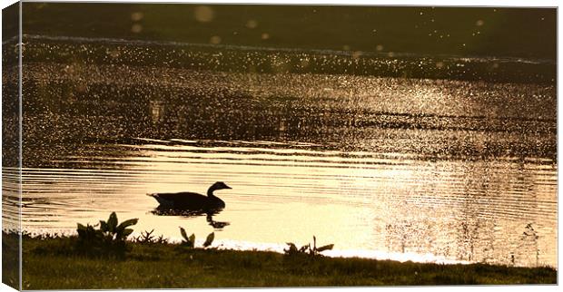 Duck reflection on pond Canvas Print by Shaun Cope