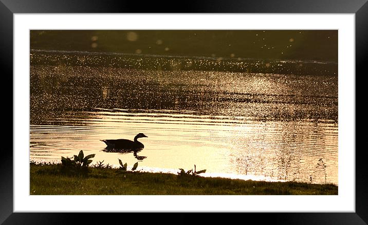 Duck reflection on pond Framed Mounted Print by Shaun Cope