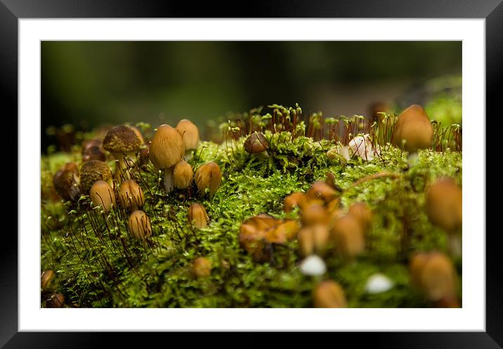 Fungi Landscape Framed Mounted Print by Darren Frodsham