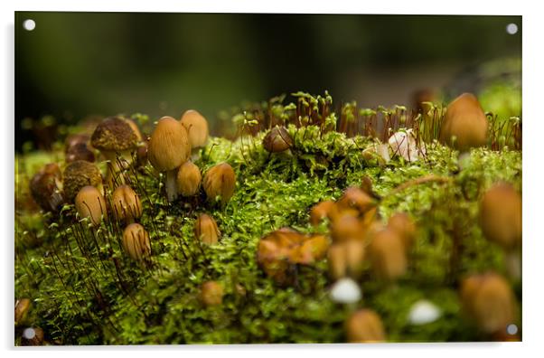 Fungi Landscape Acrylic by Darren Frodsham