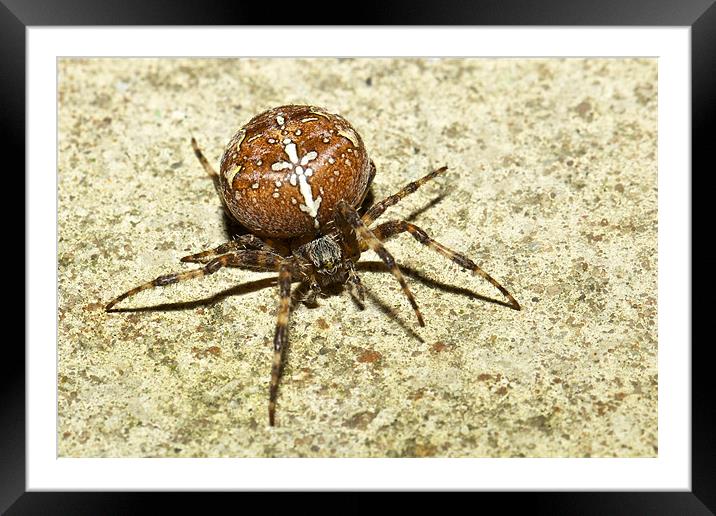 European Garden Spider Framed Mounted Print by David Yeaman