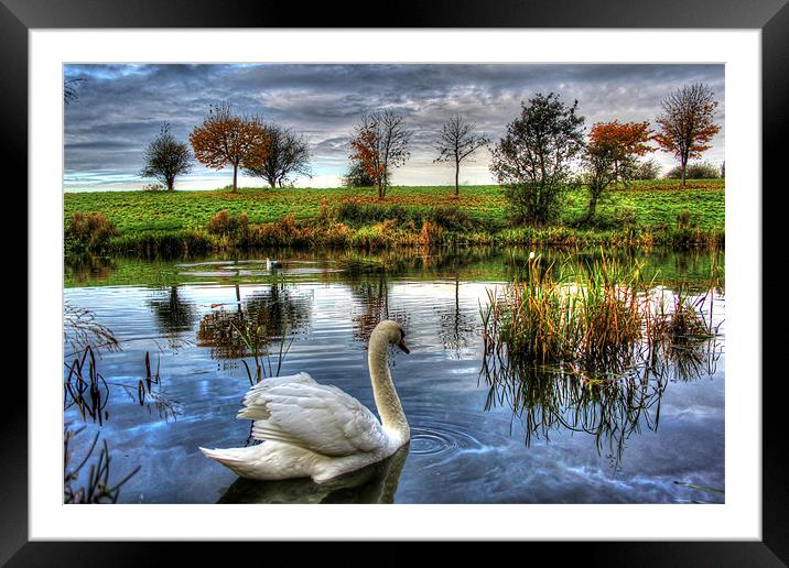 Lonely swan Framed Mounted Print by Catherine Davies