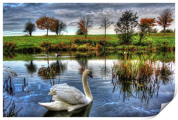 Lonely swan Print by Catherine Davies