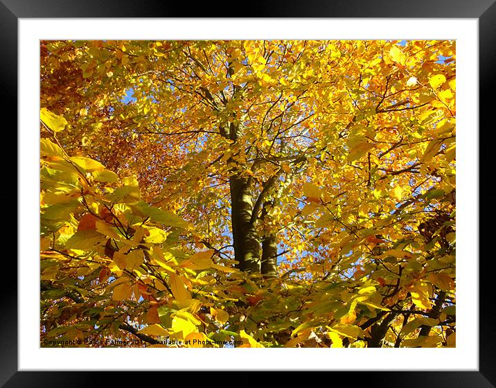 autumn colour! Framed Mounted Print by Paula Palmer canvas