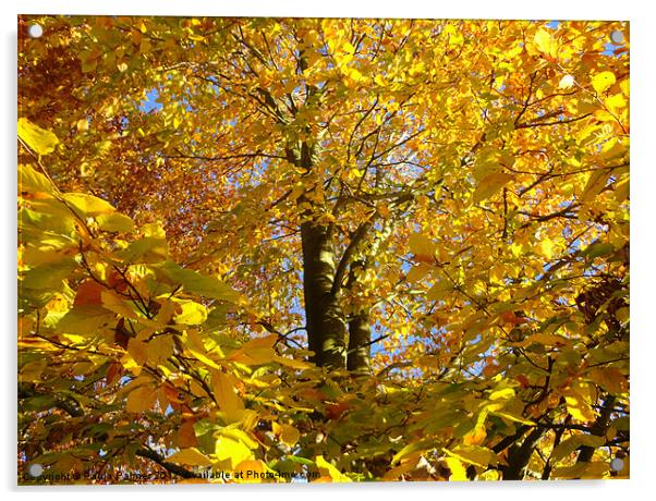 autumn colour! Acrylic by Paula Palmer canvas