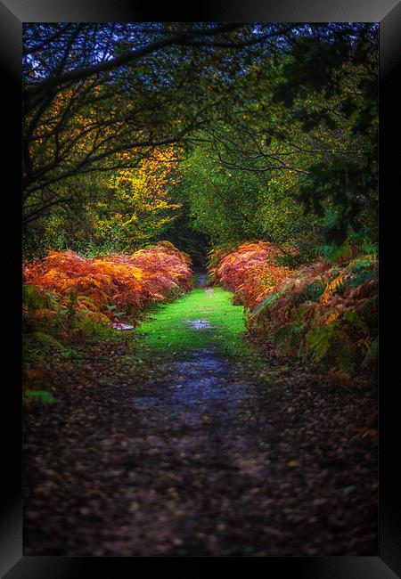Autumn Path Framed Print by Mark Harrop