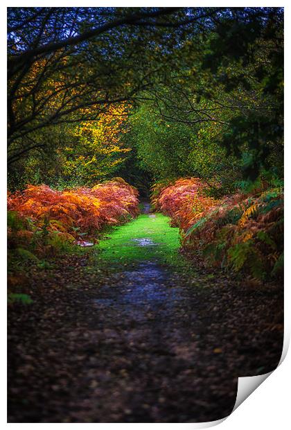 Autumn Path Print by Mark Harrop