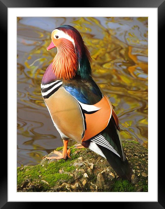 Standing Proud Framed Mounted Print by Jules Camfield