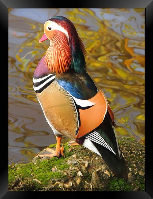 Standing Proud Framed Print by Jules Camfield