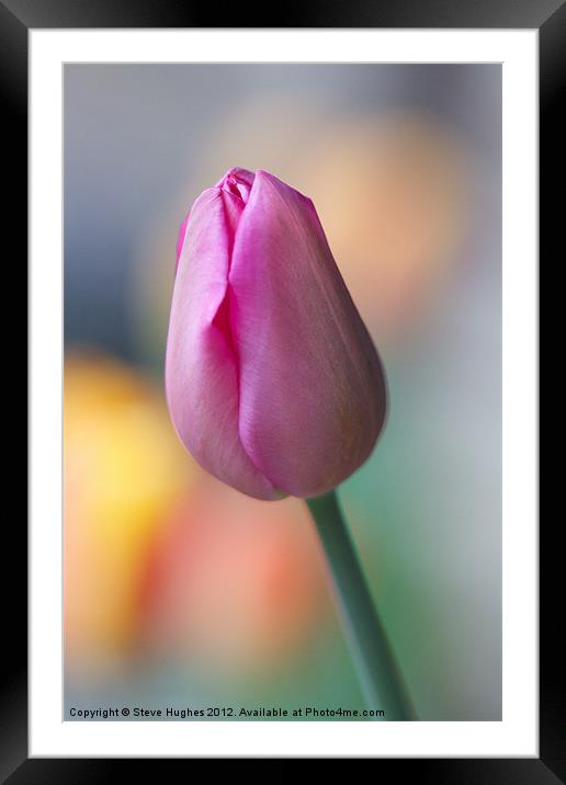 Pink Tulip about to burst Framed Mounted Print by Steve Hughes