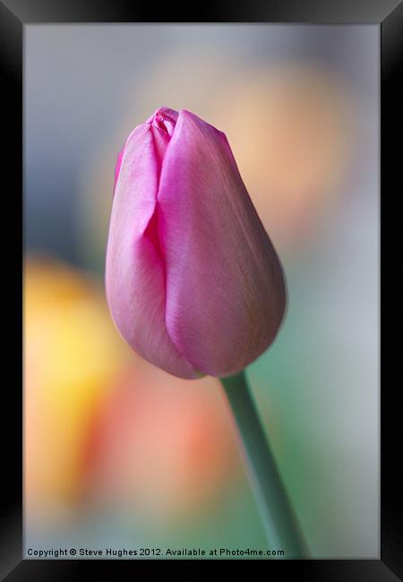 Pink Tulip about to burst Framed Print by Steve Hughes