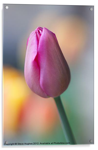 Pink Tulip about to burst Acrylic by Steve Hughes
