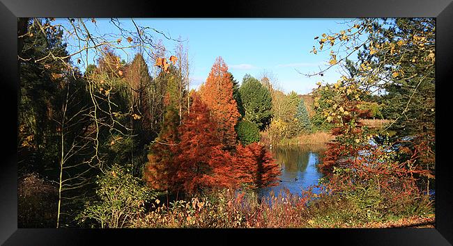 Autumn Lake Framed Print by paul lewis