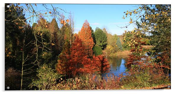 Autumn Lake Acrylic by paul lewis