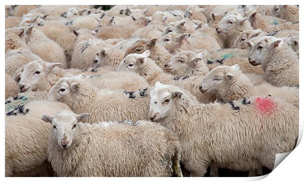 Welsh Mountain Sheep Print by Gail Johnson