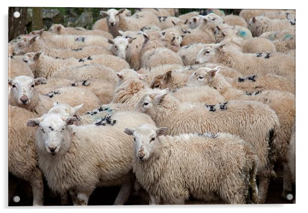 Welsh Mountain Sheep Acrylic by Gail Johnson