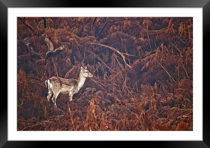 Call of the Wild Framed Mounted Print by Dawn Cox