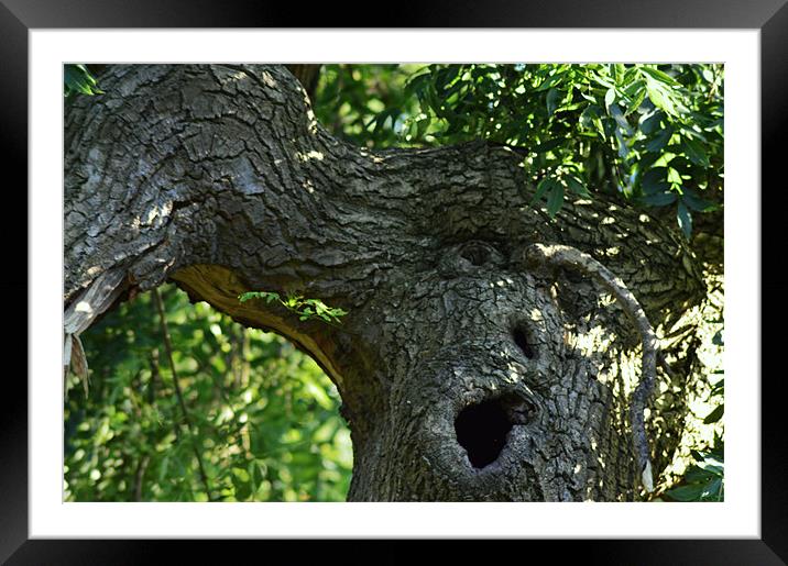 Tree In Pain Framed Mounted Print by Ade Robbins