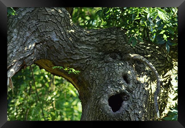 Tree In Pain Framed Print by Ade Robbins