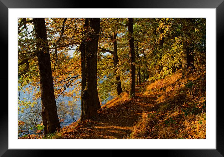 Woodland around Damflask Reservoir Framed Mounted Print by Darren Galpin