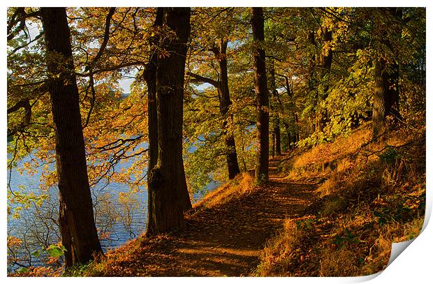 Woodland around Damflask Reservoir Print by Darren Galpin