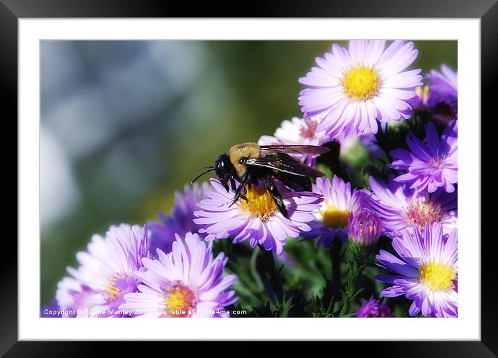 Bee and Astors Framed Mounted Print by Elaine Manley