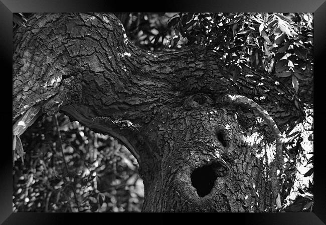 Yawning Tree Framed Print by Ade Robbins